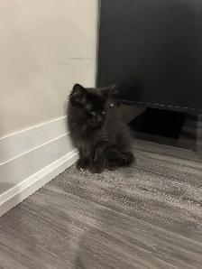 Domestic Longhair Black Kitty - Photo 4