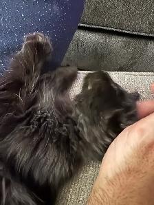 Domestic Longhair Black Kitty - Photo 5