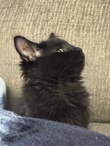 Domestic Longhair Black Kitty - Photo 6