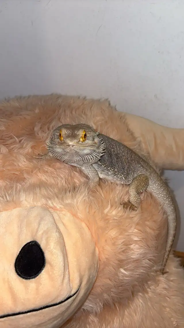 bearded dragon