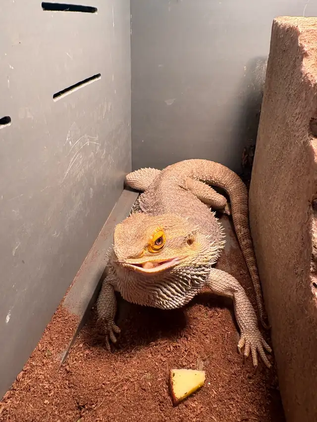 bearded dragon - Photo 2