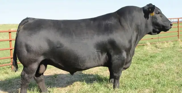 Black Angus Dispersal