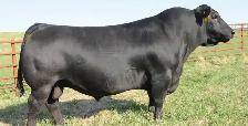 Black Angus Dispersal