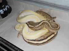 Ball Pythons - Photo 2