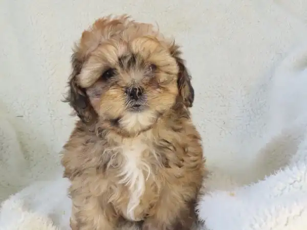 shipoo puppy