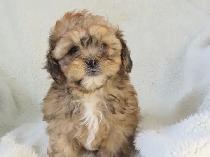 shipoo puppy