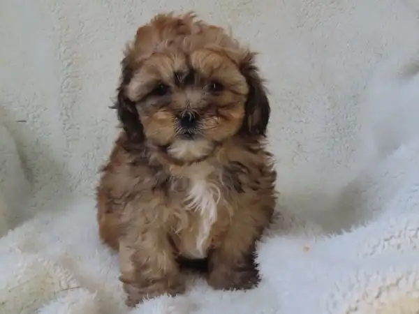 shipoo puppy - Photo 2