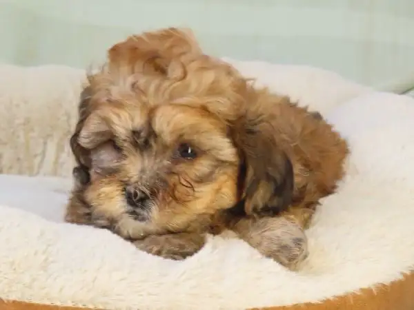 shipoo puppy - Photo 3