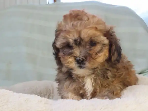 shipoo puppy - Photo 4