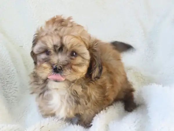 shipoo puppy - Photo 5