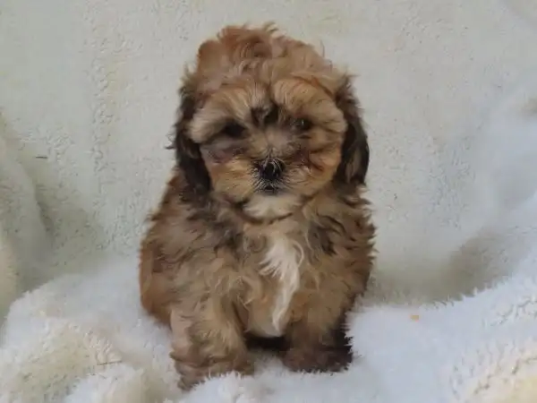 shipoo puppy - Photo 6