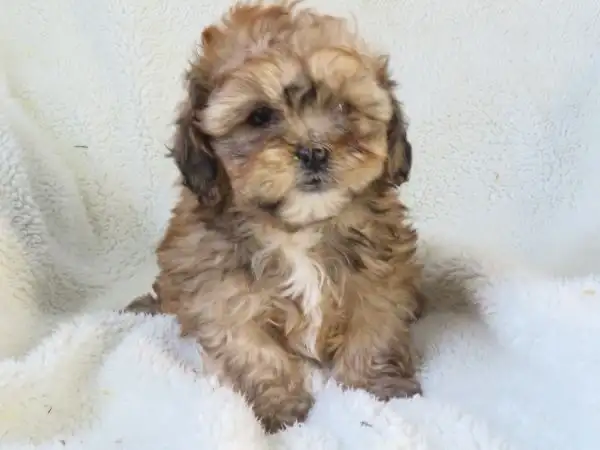 shipoo puppy - Photo 7