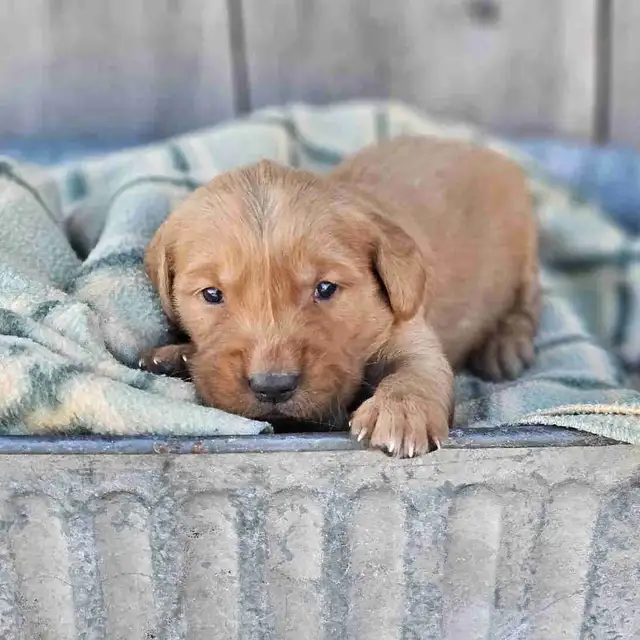 Red Golden Retriever Puppies!