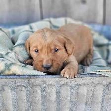 Red Golden Retriever Puppies!