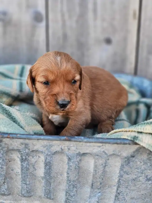Red Golden Retriever Puppies! - Photo 2