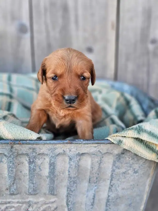 Red Golden Retriever Puppies! - Photo 3