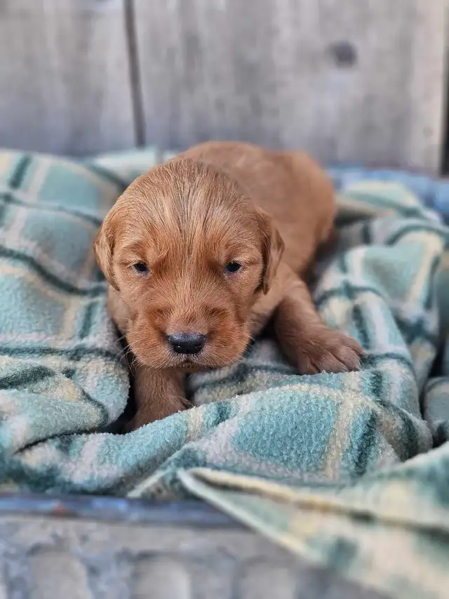 Red Golden Retriever Puppies! - Photo 4