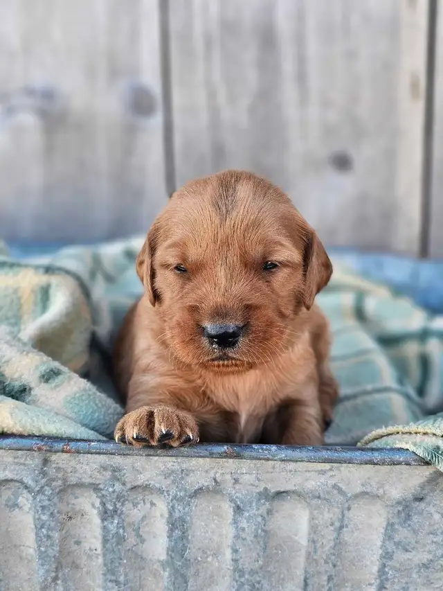 Red Golden Retriever Puppies! - Photo 5