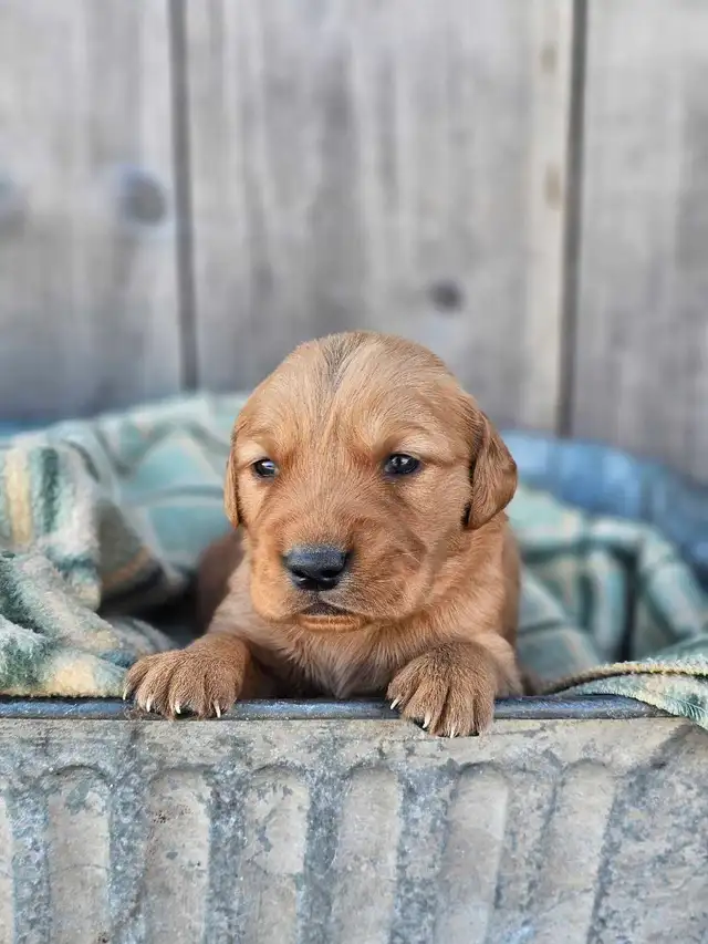 Red Golden Retriever Puppies! - Photo 6
