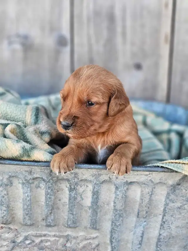 Red Golden Retriever Puppies! - Photo 7