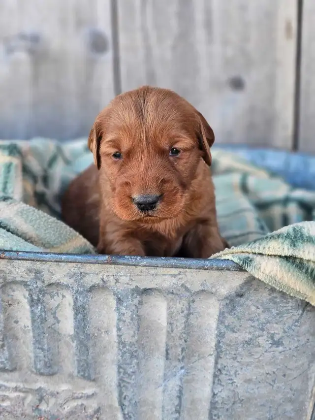 Red Golden Retriever Puppies! - Photo 8