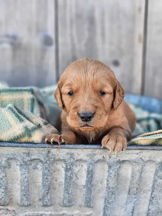 Red Golden Retriever Puppies! - Photo 9