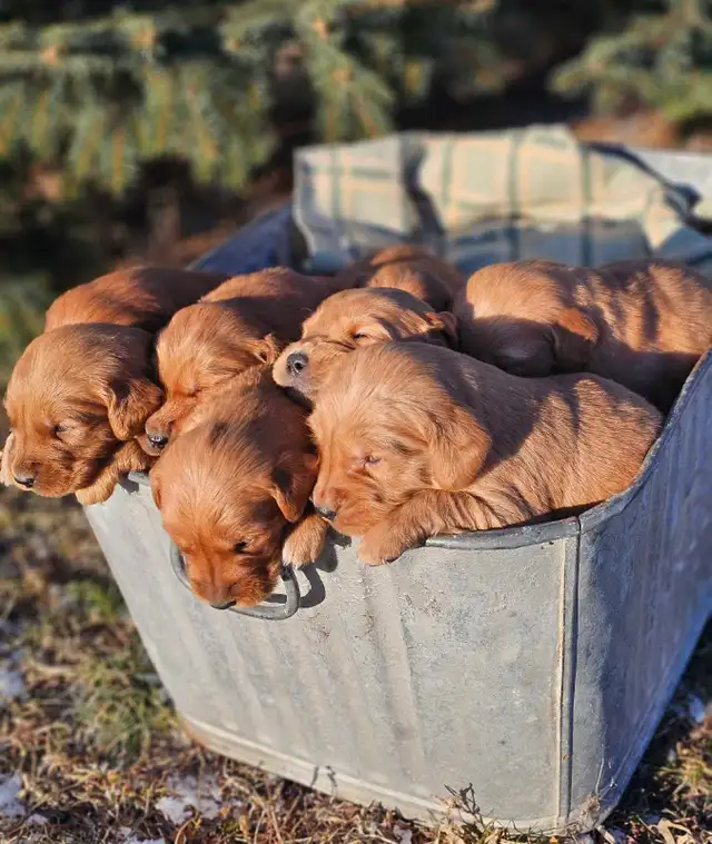 Red Golden Retriever Puppies! - Photo 10