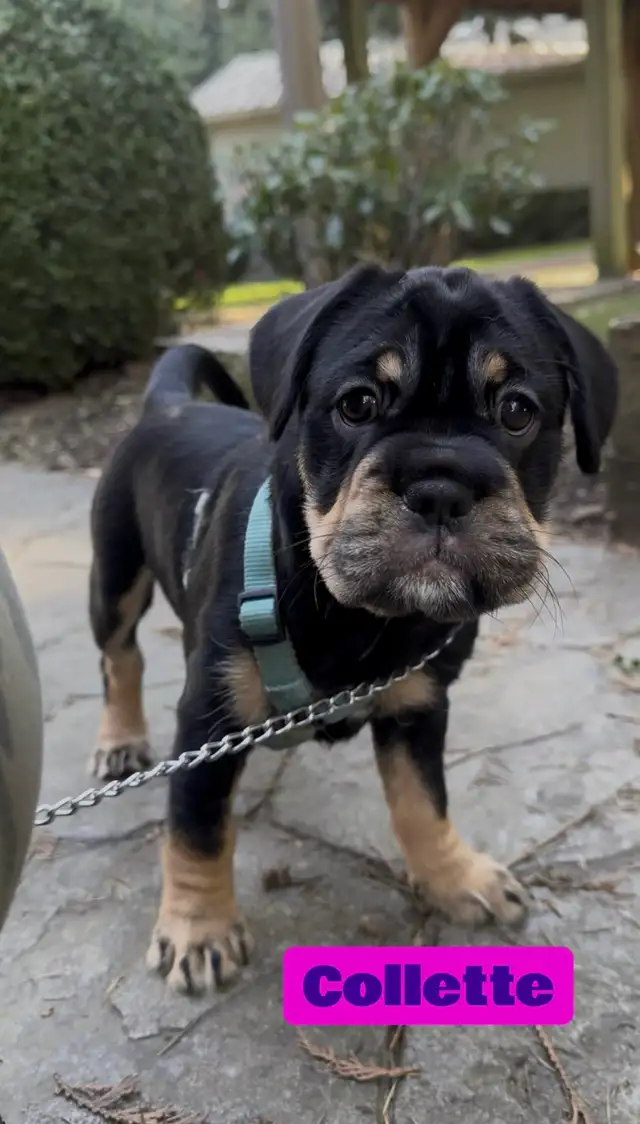 3/4 Frenchie Jack Bull Puppies