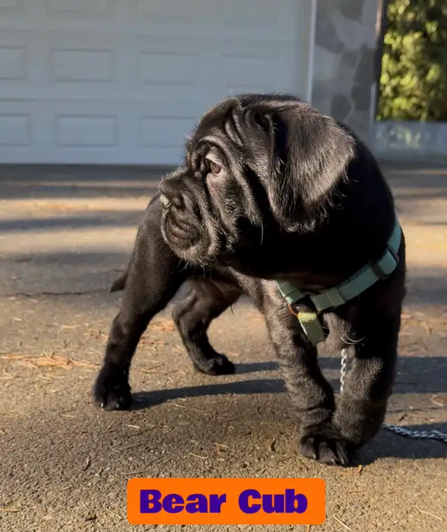 3/4 Frenchie Jack Bull Puppies - Photo 2