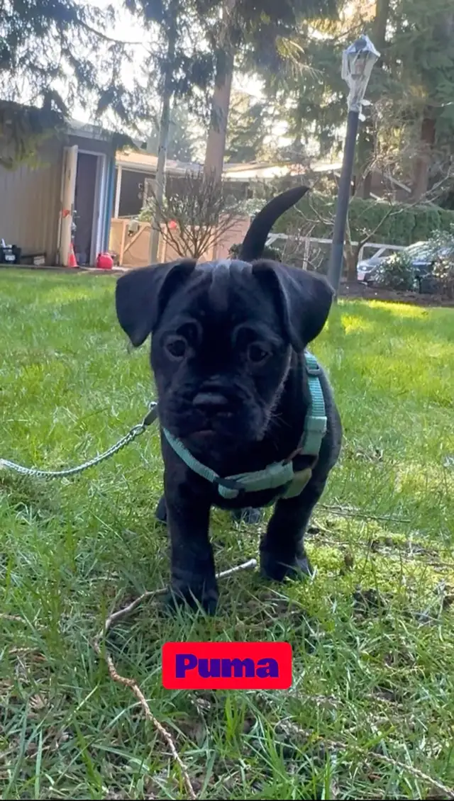 3/4 Frenchie Jack Bull Puppies - Photo 3