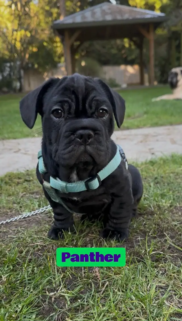 3/4 Frenchie Jack Bull Puppies - Photo 4