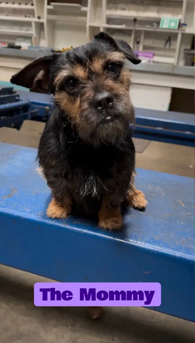 3/4 Frenchie Jack Bull Puppies - Photo 6