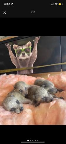 Brothers Wildlife Removal- Squirrels, Skunks, Raccoons - Photo 5