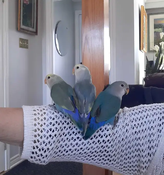 beaux bébés inséparables roseicollis nourrient à la main