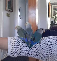 beaux bébés inséparables roseicollis nourrient à la main