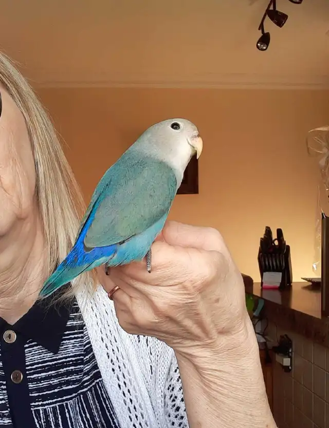 beaux bébés inséparables roseicollis nourrient à la main - Photo 4