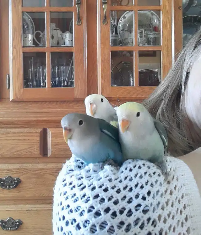 beaux bébés inséparables roseicollis nourrient à la main - Photo 6