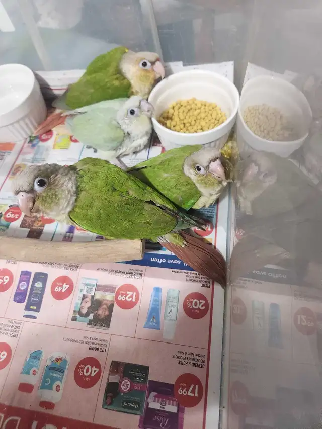 Green Cheek Conure Babies