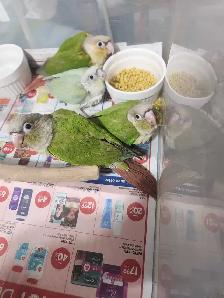 Green Cheek Conure Babies