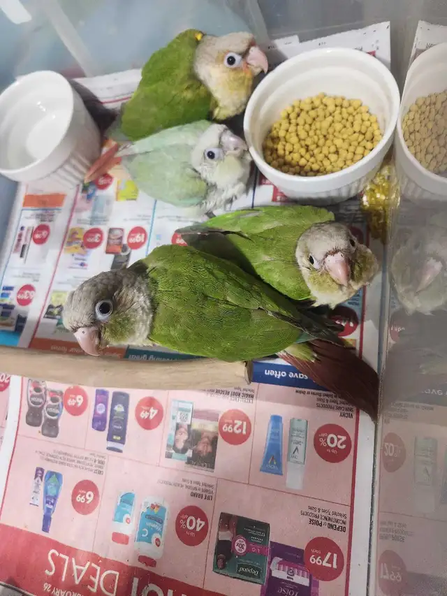 Green Cheek Conure Babies - Photo 2