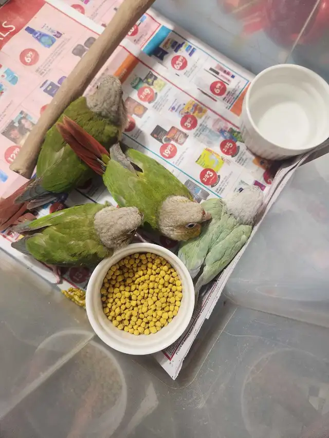 Green Cheek Conure Babies - Photo 3