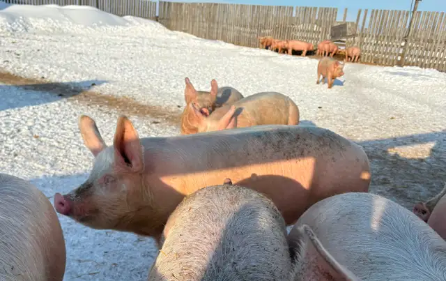 Butcher Pigs - Photo 2