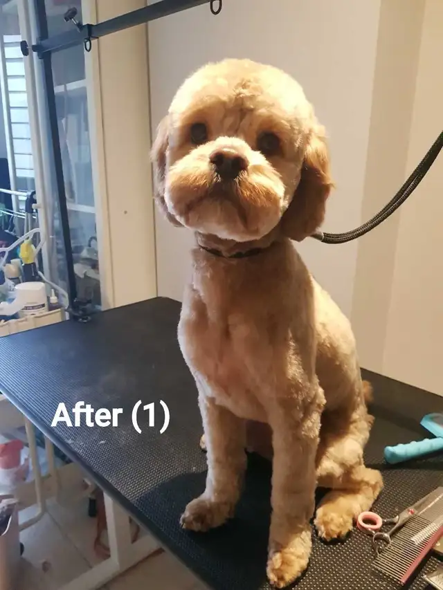 COCO'SPAW  Dog Grooming in Bayview Village,  Northyork - Photo 4