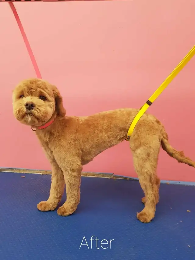 COCO'SPAW  Dog Grooming in Bayview Village,  Northyork - Photo 5