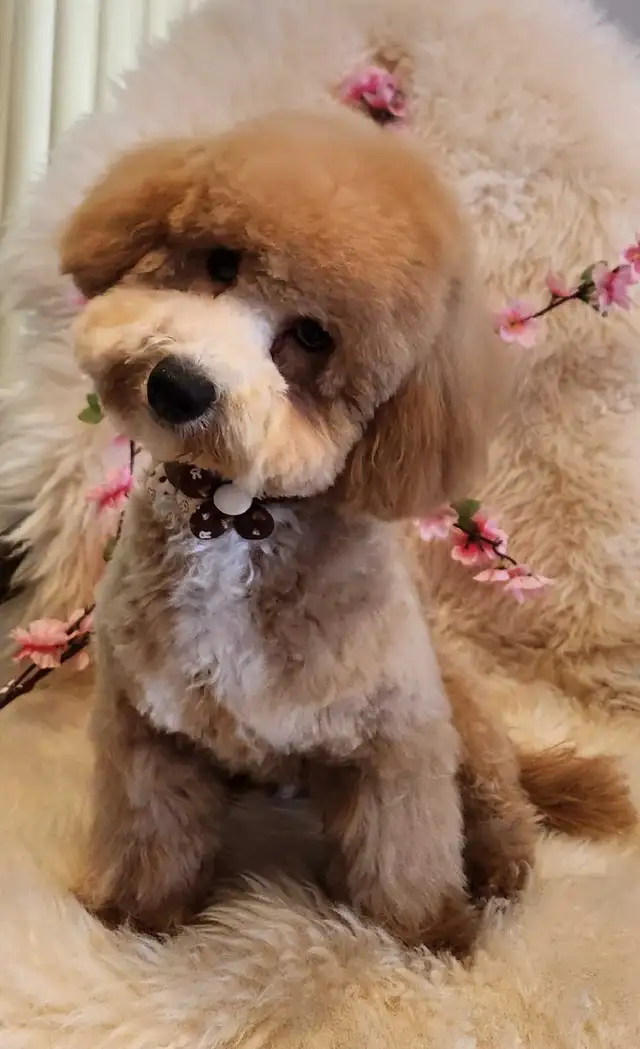 COCO'SPAW  Dog Grooming in Bayview Village,  Northyork - Photo 9