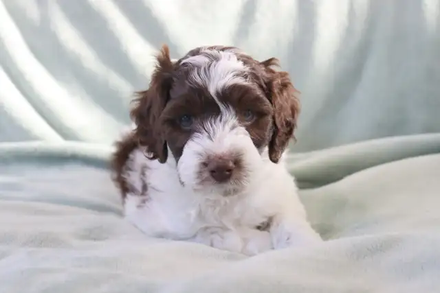 Mini Australian Labradoodle puppy Parents Genetic/OFA Tested