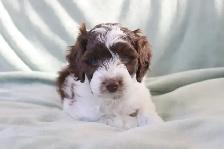 Mini Australian Labradoodle puppy Parents Genetic/OFA Tested