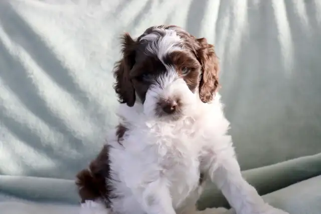 Mini Australian Labradoodle puppy Parents Genetic/OFA Tested - Photo 2