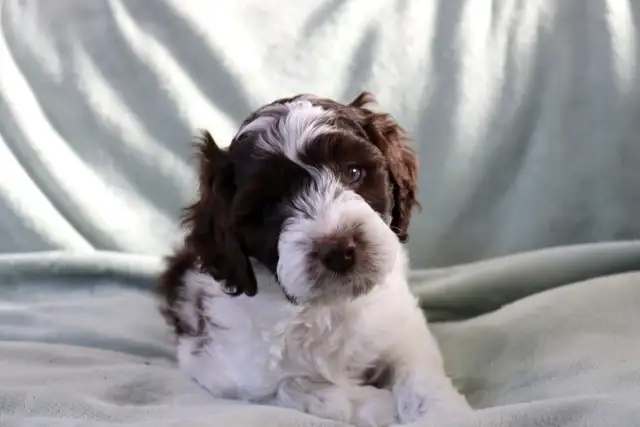 Mini Australian Labradoodle puppy Parents Genetic/OFA Tested - Photo 3