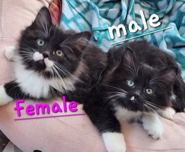 Beautiful Ragdoll Kittens looking for their FUREVER Home